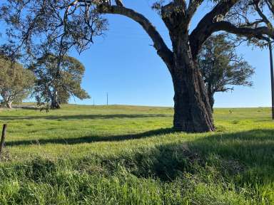 Farm For Sale - SA - Eden Valley - 5235 - 65 Ha, water licence, boutique vineyard, quality land close to Barossa. Your country residence awaits (STCC).  (Image 2)