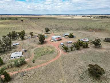 Farm For Sale - NSW - West Wyalong - 2671 - Well positioned affordable mixed farming  (Image 2)