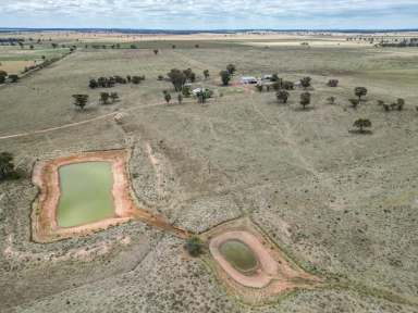 Farm For Sale - NSW - West Wyalong - 2671 - Well positioned affordable mixed farming  (Image 2)