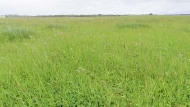 Farm For Sale - VIC - Macarthur - 3286 - An Evergreen Grazing Powerhouse  (Image 2)