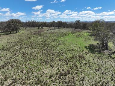 Farm For Sale - NSW - Glen Innes - 2370 - Grazing property in the renowned Rangers Valley.  (Image 2)