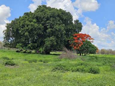 Farm For Sale - QLD - Tablelands - 4605 - RED SOIL PADDOCK  (Image 2)