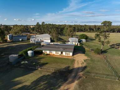 Farm For Sale - NSW - Milbrulong - 2656 - Rural Lifestyle With Acreage  (Image 2)