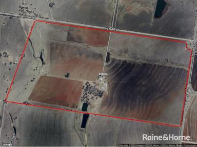 Farm For Sale - QLD - Kingaroy - 4610 - 362 Acres Rick Volcanic Soil  (Image 2)