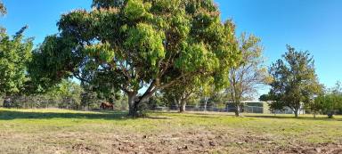 Farm Sold - QLD - Caboolture - 4510 - Beautiful 1.5 acres Prime location  (Image 2)