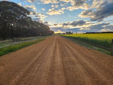 Farm For Sale - WA - Condingup - 6450 - HARD WORK IS DONE, REAP THE REWARDS  (Image 2)