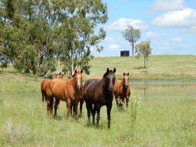 Farm For Sale - QLD - Tellebang - 4630 - Monto Irrigation and Grazing  (Image 2)