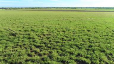 Farm For Sale - QLD - Roma - 4455 - Prime Position - Highly Improved - Fertile Grazing - Just 10km to Roma  (Image 2)