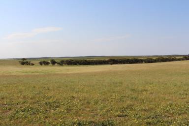 Farm For Sale - SA - Lameroo - 5302 - Well Positioned Southern Mallee Rural Lifestyle Property  (Image 2)