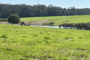 Farm For Sale - WA - Pemberton - 6260 - Lifestyle with Investment Options  (Image 2)