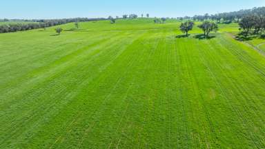 Farm For Sale - NSW - Burrumbuttock - 2642 - POSITION AND PRODUCTION WITH 2024 CROP INCLUDED  (Image 2)