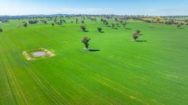 Farm For Sale - NSW - Burrumbuttock - 2642 - POSITION AND PRODUCTION WITH 2024 CROP INCLUDED  (Image 2)