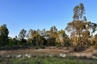 Farm For Sale - NSW - Binnaway - 2395 - Secluded Serenity Awaits at Binnaway!! [40.65 Ha | 100.4 Ac]*  (Image 2)