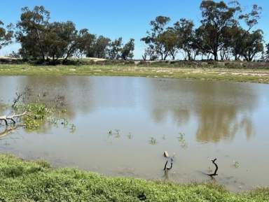 Farm For Sale - NSW - Lightning Ridge - 2834 - "Part Weetalibah"  (Image 2)