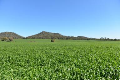 Farm For Sale - NSW - Narrabri - 2390 - Soils & Rainfall to Suit  (Image 2)