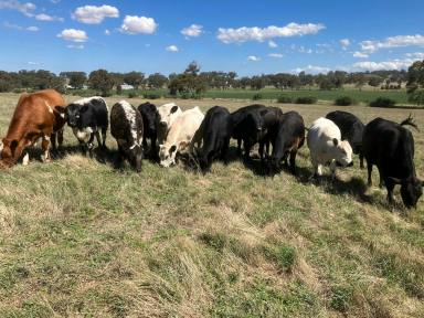 Farm Sold - SA - Keyneton - 5353 - Quality lifestyle property. Well fenced, mains water, productive, arable, flat country. Perfect for your special country residence (STCC).  (Image 2)