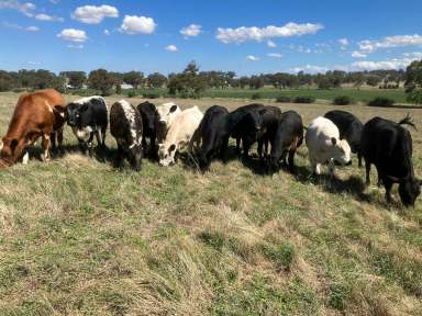 Farm Sold - SA - Keyneton - 5353 - Quality lifestyle property. Well fenced, mains water, productive, arable, flat country. Perfect for your special country residence (STCC).  (Image 2)