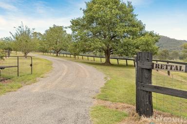 Farm Sold - NSW - Paterson - 2421 - "RETTAL" A Much Loved Homestead on Picturesque Grazing Farmland  (Image 2)
