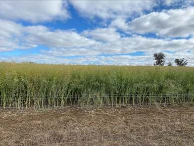 Farm Sold - WA - Qualeup - 6394 - Shalimar | Qualeup, Western Australia  (Image 2)