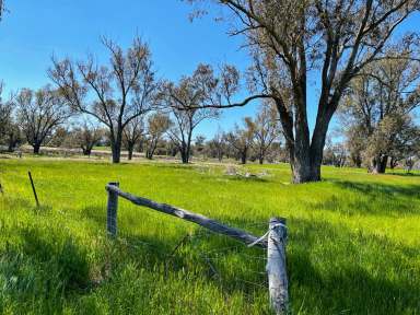 Farm For Sale - WA - Mayanup - 6244 - "Darganullup" | 1431 Boyup Brook - Kojonup Road | BOYUP BROOK  (Image 2)