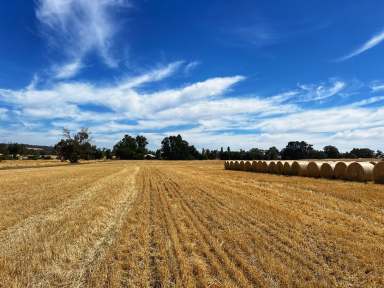 Farm For Sale - WA - Mayanup - 6244 - "Darganullup" | 1431 Boyup Brook - Kojonup Road | BOYUP BROOK  (Image 2)