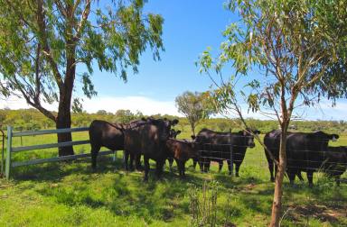 Farm For Sale - NSW - Inverell - 2360 - River Bend on the McIntyre River  (Image 2)