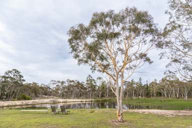 Farm For Sale - NSW - Oallen - 2622 - Mogo magic  (Image 2)