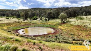 Farm For Sale - NSW - Tarriaro - 2390 - ALMOST 3000 ACRES OF GRAZING COUNTRY IN THE FOOTHILLS!!  (Image 2)