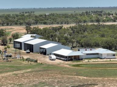 Farm For Sale - NSW - Brewarrina - 2839 - Cropping, Cattle, Sheep with Scale and Good Season!  (Image 2)
