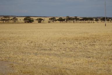 Farm For Sale - WA - North Kukerin - 6352 - Wide Open Cropping Opportunity  (Image 2)