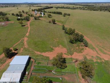 Farm For Sale - NSW - Trundle - 2875 - Superior Cropping & Grazing Country with Town & Bore Water  (Image 2)