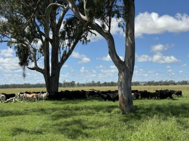Farm For Sale - QLD - Monto - 4630 - Owners Want This Sold!  (Image 2)