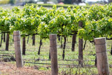 Farm For Sale - SA - Glossop - 5344 - Gloss Sip into Vines  (Image 2)
