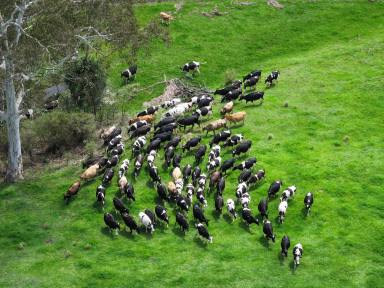 Farm For Sale - NSW - Moruya - 2537 - South Coast Dairy & Lifestyle  (Image 2)