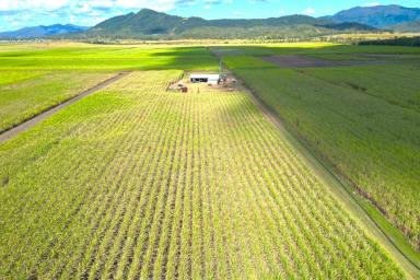 Farm For Sale - QLD - Marian - 4753 - Marian Cane Farm or Hay Production or Grazing  (Image 2)