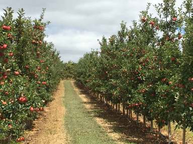 Farm For Sale - WA - Manjimup - 6258 - Guadagnino Orchards  (Image 2)