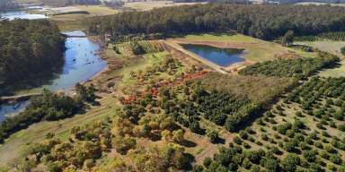 Farm For Sale - WA - Jardee - 6258 - Guadagnino Orchards  (Image 2)