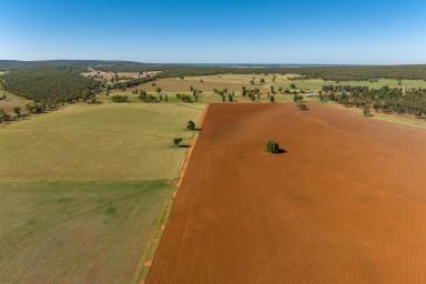 Farm For Sale - NSW - Leeton - 2705 - Rural lifestyle on the doorsteps of Leeton  (Image 2)