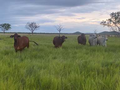 Farm Sold - NT - Adelaide River - 0846 - DISCOVER THE POTENTIAL AT ISABELLA DOWNS: A PRIME 1,583* HECTARE FREEHOLD PROPERTY AWAITS!  (Image 2)