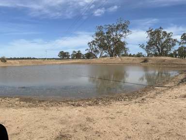 Farm Auction - NSW - Coonamble - 2829 - Auction Announcement: Warrena Stud Block  (Image 2)