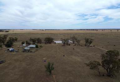 Farm Auction - NSW - Coonamble - 2829 - Auction Announcement: Warrena Stud Block  (Image 2)