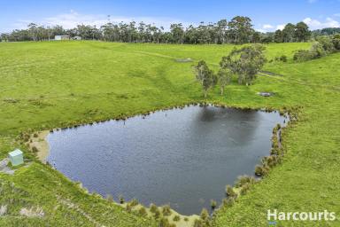 Farm For Sale - VIC - Nyora - 3987 - 131 Acres - Endless Opportunities  (Image 2)