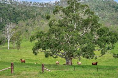 Farm Sold - QLD - Woolooga - 4570 - "Coniston" - 1,147 acres  (Image 2)