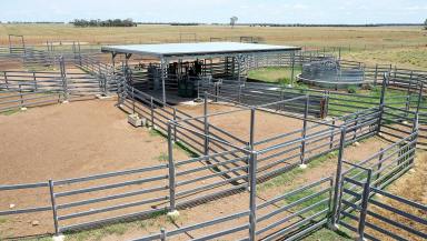 Farm Auction - QLD - Westmar - 4422 - When only the best will do  (Image 2)