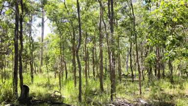 Farm Sold - QLD - Millstream - 4888 - Two and one half acres of private bush,  (Image 2)