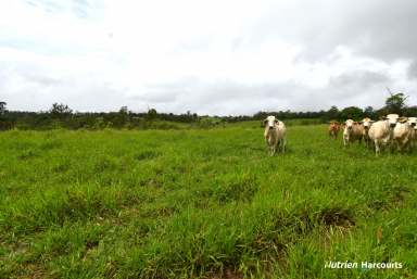 Farm For Sale - QLD - Mount Perry - 4671 - 418 Acres of Improved Pasture  (Image 2)