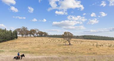 Farm For Sale - NSW - Gunning - 2581 - Buy Your Dream for less than what it costs to build!  (Image 2)