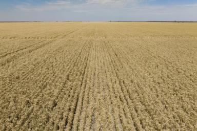 Farm For Sale - NSW - Urana - 2645 - Open, Fertile Cropping Country at Scale - Under Offer  (Image 2)