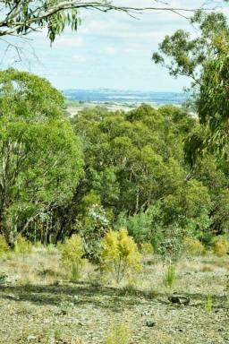 Farm For Sale - NSW - Cullerin - 2581 - Secluded 800 Acres  (Image 2)