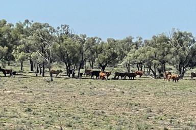Farm For Sale - NSW - Brewarrina - 2839 - Level Alluvial Open Black Self-mulching Soils - Suit Sheep & Cattle Production  (Image 2)